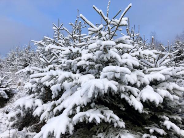 AGRAVIS-Podcast: O Tannenbaum - Vom Feld ins Wohnzimmer