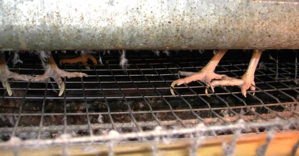 Illegale Käfighaltung im Kreis Heinsberg beendet - 1.500 Hühner jahrelang eingesperrt