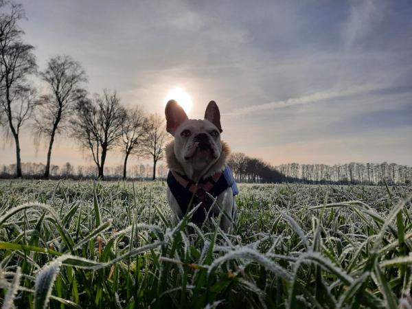 Gefährlicher Trend: Warum Hund und Katze nicht fasten sollten