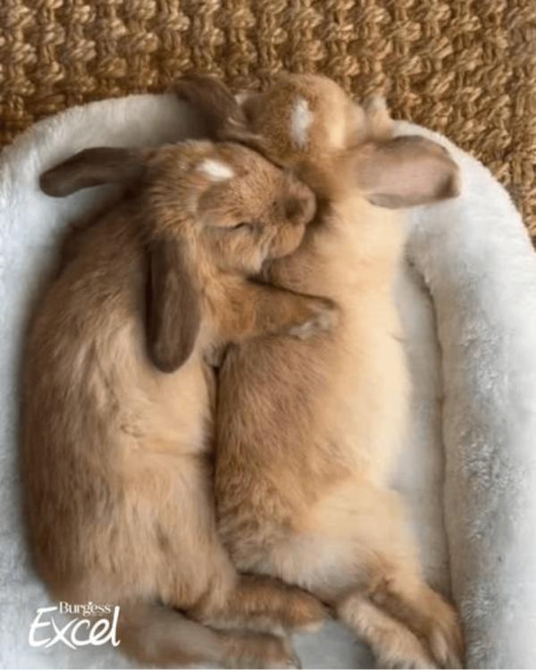 Zum Weltkastrationstag: Warum Ernährung und Nachsorge von Tieren auch nach diesem Routineeingriff entscheidend sind