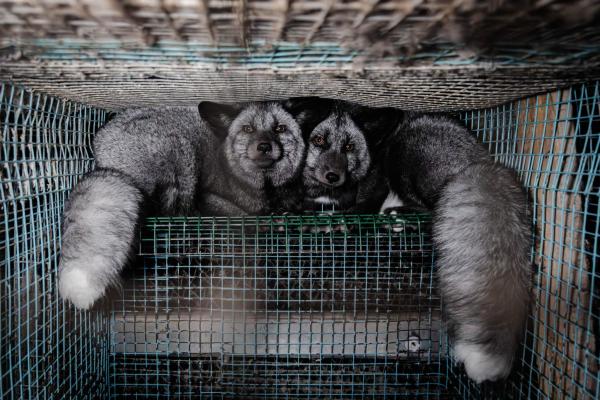 EU-Pelzfarmverbot droht zu scheitern: 150.000 Menschen erhöhen Druck auf EU-Kommission