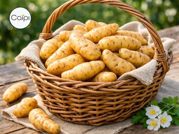 Das Bamberger Hörnchen - die Kultkartoffel mit Zukunft