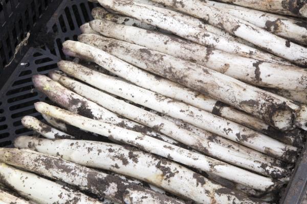 Wetter macht Tempo: Spargel startet ungewöhnlich früh in die Saison