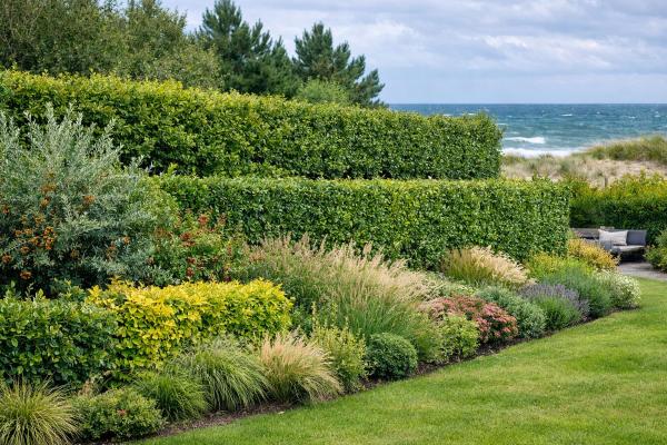 Windschutz-Hecken richtig planen - Henry Neuhausers Lösung in Rostock