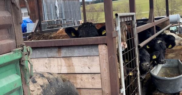 Rinderhaltung im Anhänger beendet: Erfolg nach ANINOVA-Anzeige in Fischach