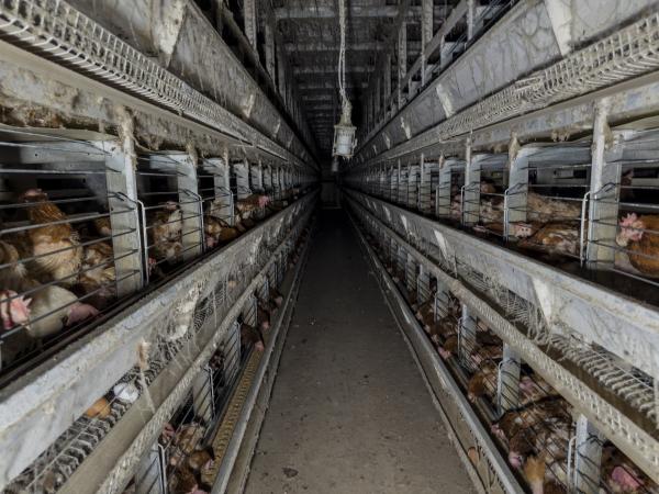 Verbotene Käfighaltung trotz Ausnahmen: 150.000 Hühner im Kreis Coesfeld betroffen