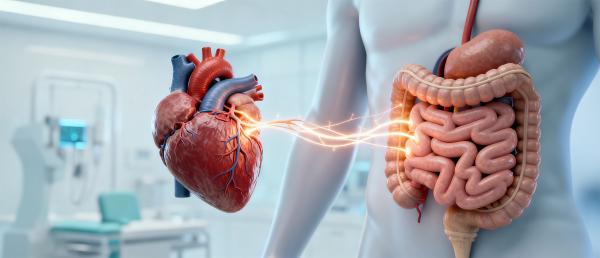 Darm-Herz-Achse: Neue Erkenntnisse zur Herzgesundheit aus der modernen Kardiologie