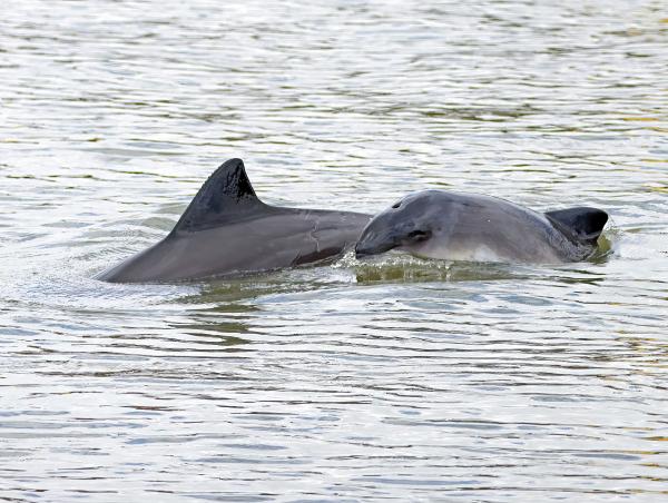 Wale vor der Haustür! 10 Tage Naturerlebnis bei den Schweinswal-Tagen ab 24. April in Wilhelmshaven