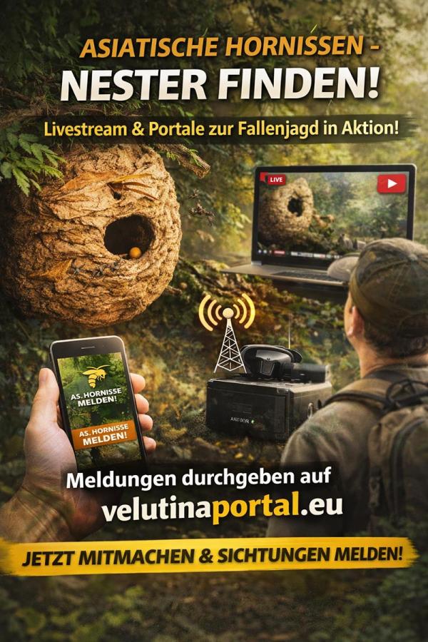 Hornissen im Fokus: Livestream zur Europäischen Hornisse - digitale Hilfe bei der Suche nach Asiatischen Hornissen