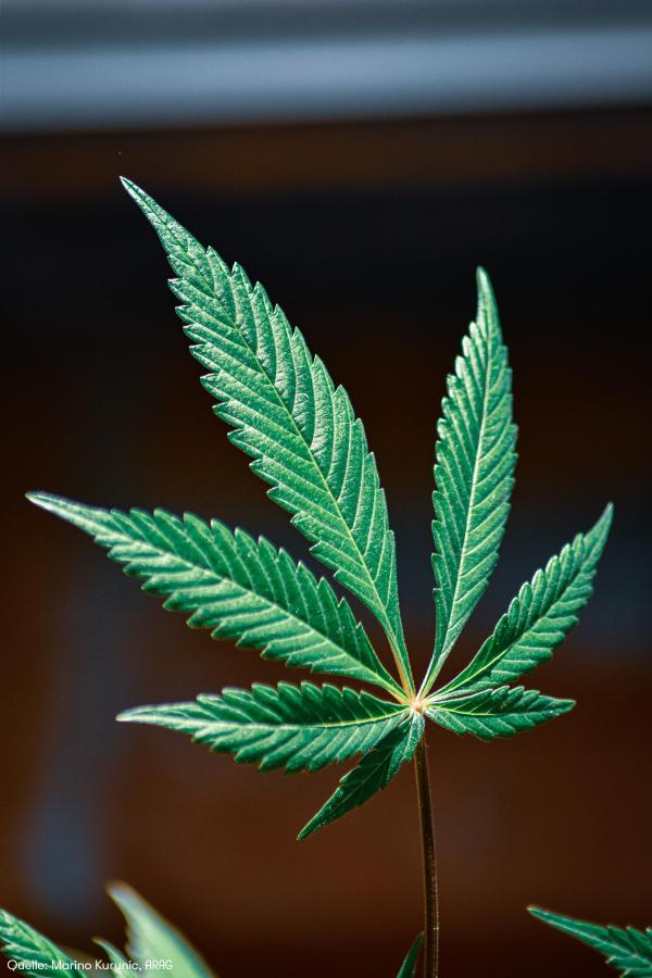 Internationaler Kiffertag: Nicht alles ist erlaubt