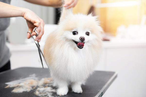 Hundesteuer steigt - was gibt das Finanzamt zurück?