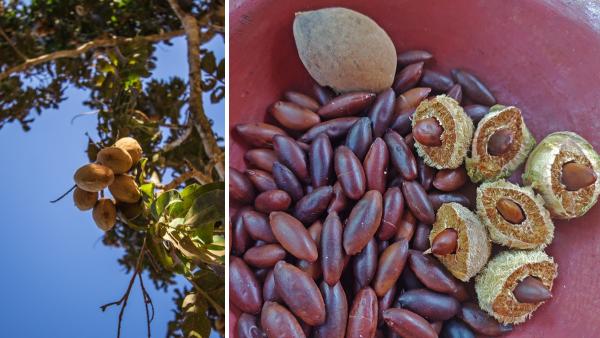 Schon mal von der Barunuss gehört?