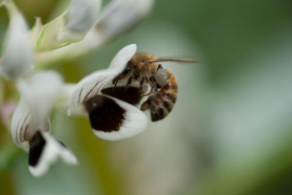 Für mehr Insekten reicht ein Blühstreifen allein nicht