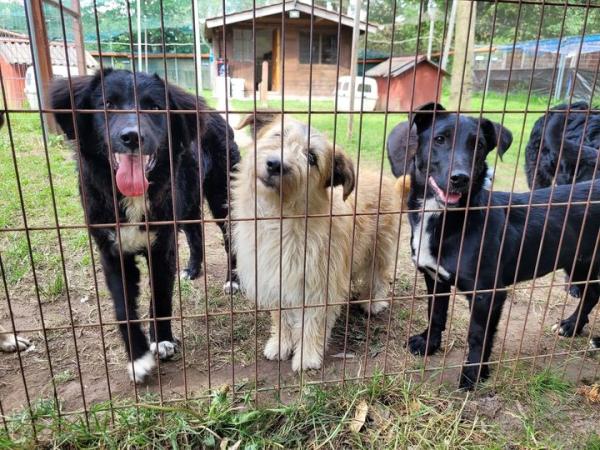 Alte und kranke Fundtiere belasten zunehmend Tierheime