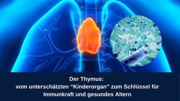 Der Thymus: vom unterschätzten "Kinderorgan&ldquo; zum Schlüssel für Immunkraft und gesundes Altern