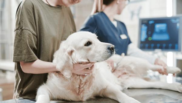 Die Wahrheit über Tierkrankenversicherungen: Warum die bekanntesten Versicherer bei Trustpilot durchfallen &ndash; und wer 2026 wirklich vorn liegt