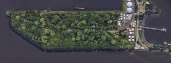 Bäume statt Beton im Hamburger Hafen