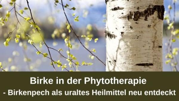 Birke in der Phytotherapie &ndash; Birkenpech als uraltes Heilmittel neu entdeckt