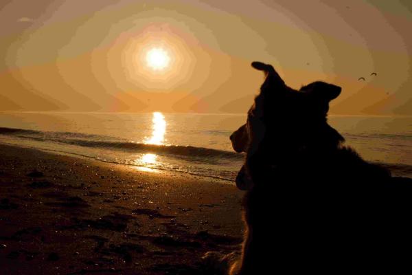 Trend zum Urlaub im eigenen Land hilft dem Tierschutz