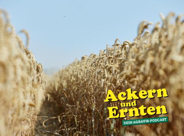 AGRAVIS-Podcast: Getreidemärkte im Check