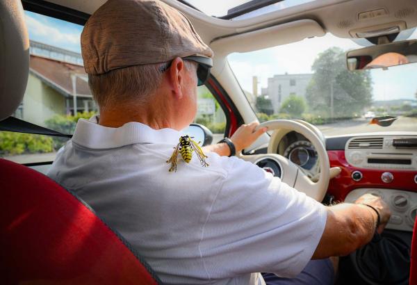 Wespe im Auto: Ruhe bewahren &ndash; und was im Schadenfall gilt