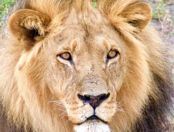 Camping-Safari oder Lodge-Safari in Afrika - Was passt besser zu dir?
