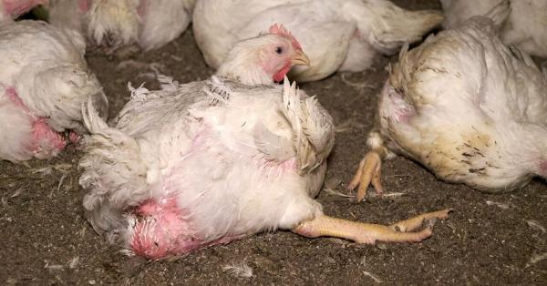Getreten, geworfen, misshandelt: Tierquälerei bei Wiesenhof-Zulieferern