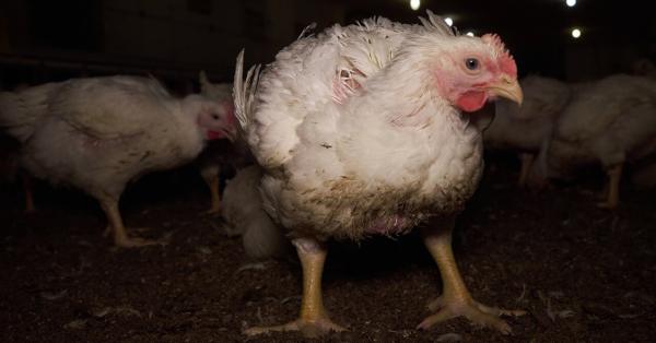 Wiesenhof-Zulieferer: Staatsanwaltschaft ermittelt nach Tierquälerei - Tiere nach Möckern transportiert