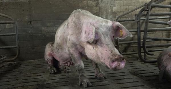 Nach ANINOVA-Aufdeckung: Sauenhaltung in Halver beendet - Betrieb auf Schweinemast umgestellt