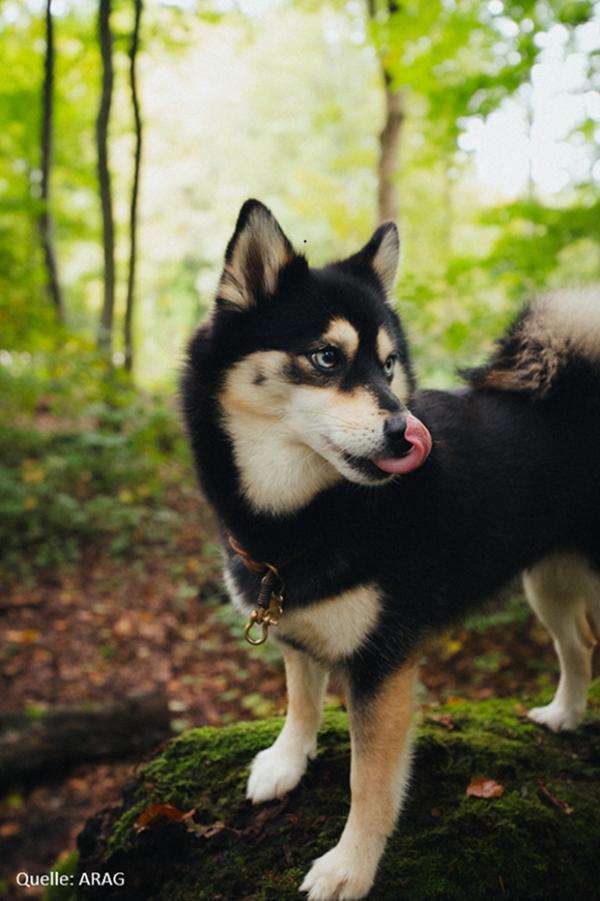 Hundehaltung: Wer seine Sachkunde nachweisen muss
