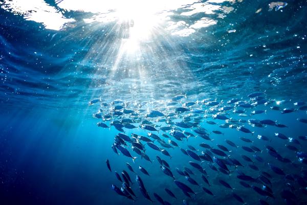 Omega-3 gezielt dosieren: Warum die Fettsäuren EPA und DHA entscheidend sind