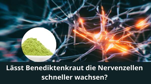Lässt Benediktenkraut die Nervenzellen schneller wachsen?