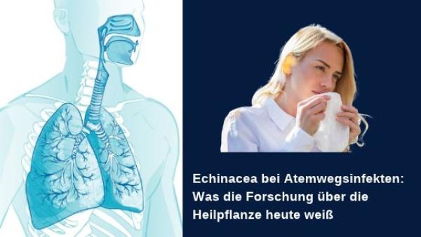 Echinacea bei Atemwegsinfekten: Was die Forschung über die Heilpflanze heute weiß