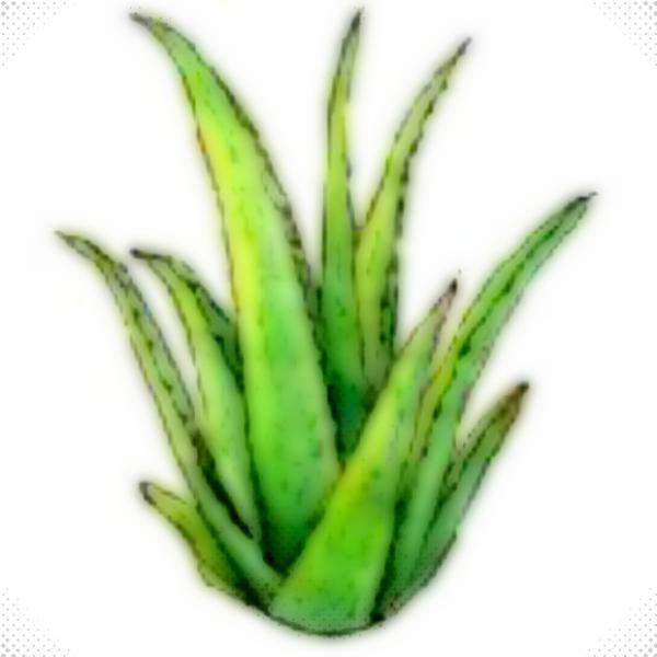 So erkennen Sie gute Aloe Vera Produkte