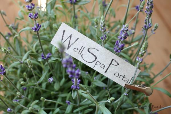 Wellspa-Portal präsentiert sich im neuen Wellness-Frische-Design