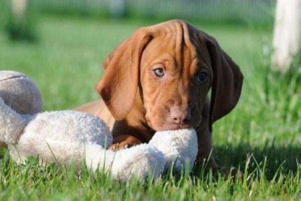 Hundeschule München? Das bedeutet Hundeschule Satke - aus Liebe und Verantwortung zum Tier! 